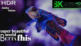 amezing fhis video ||4k ultra HD 12k video||Best of Dolby Vision 12K HDR 120fps