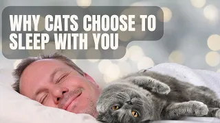Why Cats Choose to Sleep with You