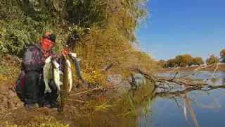 БЕШЕНАЯ УТРЯНКА Сколько рыбы в этих корягах Осенняя рыбалка в Астрахани 2021