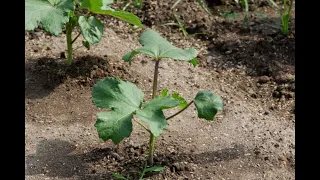 Tips and Tricks for Transplanting Okra Seedlings in Short Season Zone 5 and Zone 6