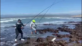 Witsands Elf caught on the reefs 1.7kg .