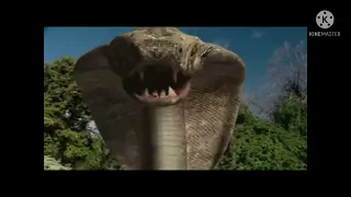 Komodo vs kobra horror movie music video (do it to it)