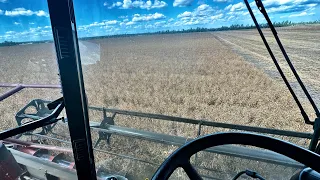 2023 Harvest in FULL swing in the PEAS!