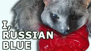 Russian Blue Breed Origin: Myths Dissolved. History of Russian Blue Cat Breed.