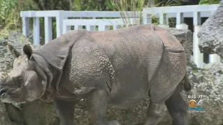 Baby Rhino's Gender Announced At Zoo Miami