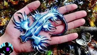 7 Inexplicables criaturas expulsadas por el mar