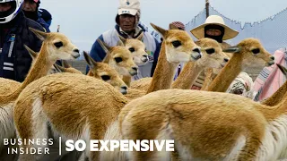 Why Vicuña Wool Is So Expensive | So Expensive
