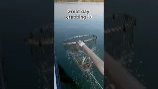 Best day of trotline crabbing! #chesapeakebay #crabbing #bluecrab