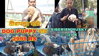 sreerampur pet market | শ্রীরামপুর হাটে dog puppy মাত্র 2999 | sreerampur dog market  | husky