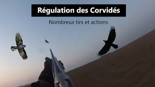 CHASSE AUX CORBEAUX : une matinée mouvementée !