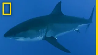 What Shark Is Attacking Tourists? | SharkFest