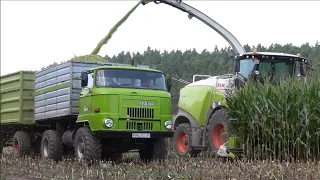 IFA L60 Maisernte im Elbsandsteingebirge