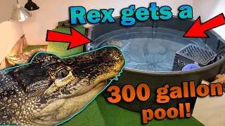 Giving our Alligator a Room Makeover!