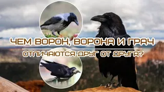 Чем ворон, ворона и грач отличаются друг от друга Raven crow rook