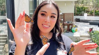 Butterfly Update & Releasing Butterflies!