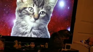 Luci reacts to: Space Cats