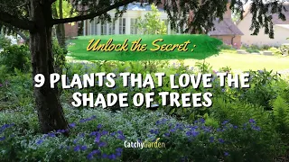 Unlock the Secret : 9 Plants That Love the Shade of Trees 🌷🌳🌸 // Gardening Ideas