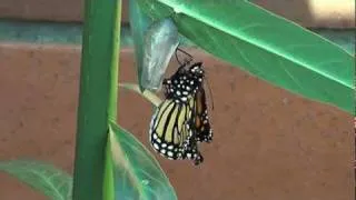 Birth of a Monarch Butterfly