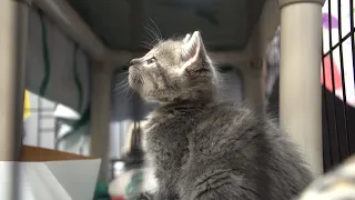 Humane Society of Central Oregon holds a Kitten Shower