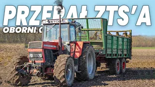 🇵🇱 Oporowy wywóz obornika🔥 2 Zts'y w akcji?! 101% Ekologi?🔥 Zts bez kabiny ?!🚜💨 AGRO-BRZÓZKA