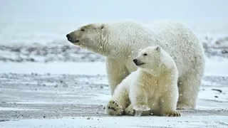Материнская любовь у животных