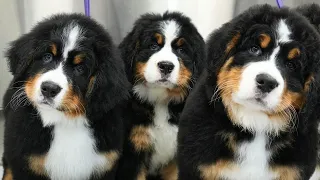 Tiny Balls Of Serotonin | Bernese Mountain Dog Puppies