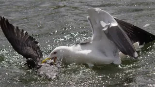 The gull who eats pigeons