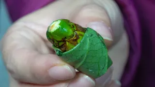 Taiwanese Chewing Gum The Betel Nut