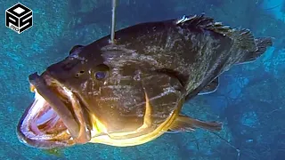 PESCASUB Cernia +8 kg e pesci in tre metri Pesca subacquea Sottocosta SPEARFISHING 2023