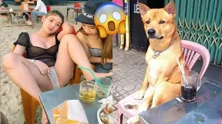 Funniest Videos 2022 😂 Funny Cats 🐱 and Dogs 🐶 Part 28