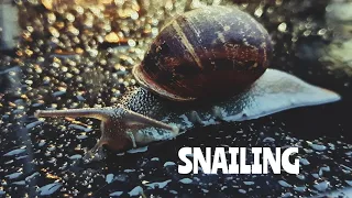 Snail life - short film