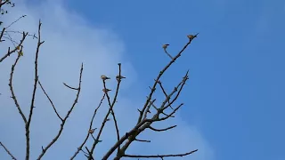 A CHARM OF GOLDFINCHES