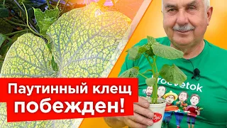 ОТ ПАУТИННОГО КЛЕЩА НА ОГУРЦАХ ПОМОГАЕТ МГНОВЕННО! Самые действенные средства от паутинного клеща