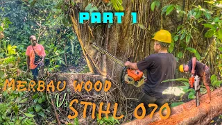 MENEBANG DAN MEMBUAT BALOK DARI KAYU MERBAU RAWA DI TEMANI ANAK PEMILIK DUSUN || STIHL 070 CHAINSAW