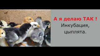 Инкубация яиц , вывод цыплят, индюшат Содержание, корм. Обзор..  Incubation, chickens, turkeys