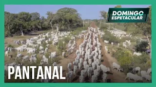 50 por 1: Álvaro Garnero visita o Pantanal Sul Mato-Grossense