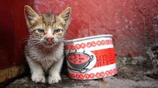 Poor Hungry Kitten is Very Weak And Needs Care ( hungry kitten wants food ) lucky paws