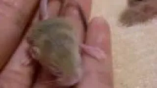 baluchistan pygmy jerboa　babys