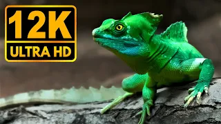 Look Realistic 12K HDR 60fps (Dolby vision)