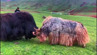 Yak fighting.