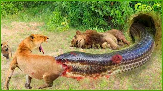 35 Tragic Moments Of Lions When Accidentally Lost In A Snake Den | Animal Fights