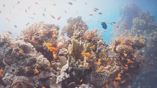 Океан 4К - Морські тварини для відпочинку, прекласна риба з кораловофо рифу в 4К відео