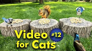 TV for Cats | Backyard Bird and Squirrel Watching | Video 12