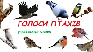 ВІДЕО ЗВУКИ голоси ПТАХІВ для найменших - розвиткові відео для дітей - як кажуть ПТАХИ