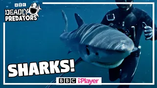 STEVE BACKSHALL dives with HUNTED SHARKS! 🦈 | Deadly Predators | CBBC