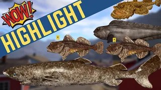 107KG Greenland Shark + Trophy Spotted Wolffish + Northern Wolfish + 2x Sculpin Trophies | May 14