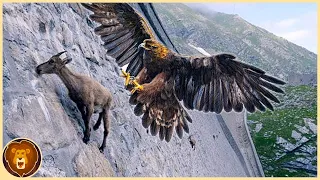 Les 15 Aigles les plus Mortels du Monde