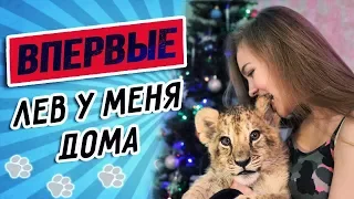 ВПЕРВЫЕ - Целый день со ЛЬВОМ в доме