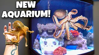 My Exotic OCTOPUS Gets His DREAM HOME!!