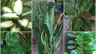 9 Plantas Que Atraem Sorte Prosperidade & Boas Energias Para sua CASA